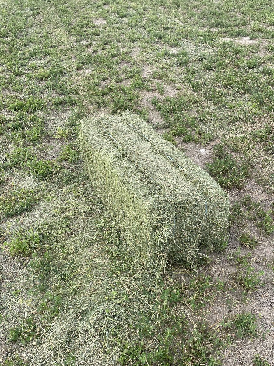 Alfalfa Hay 17”x40” Bale, approx. 90lb, Weed Free