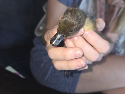 Black Cayuga Ducklings