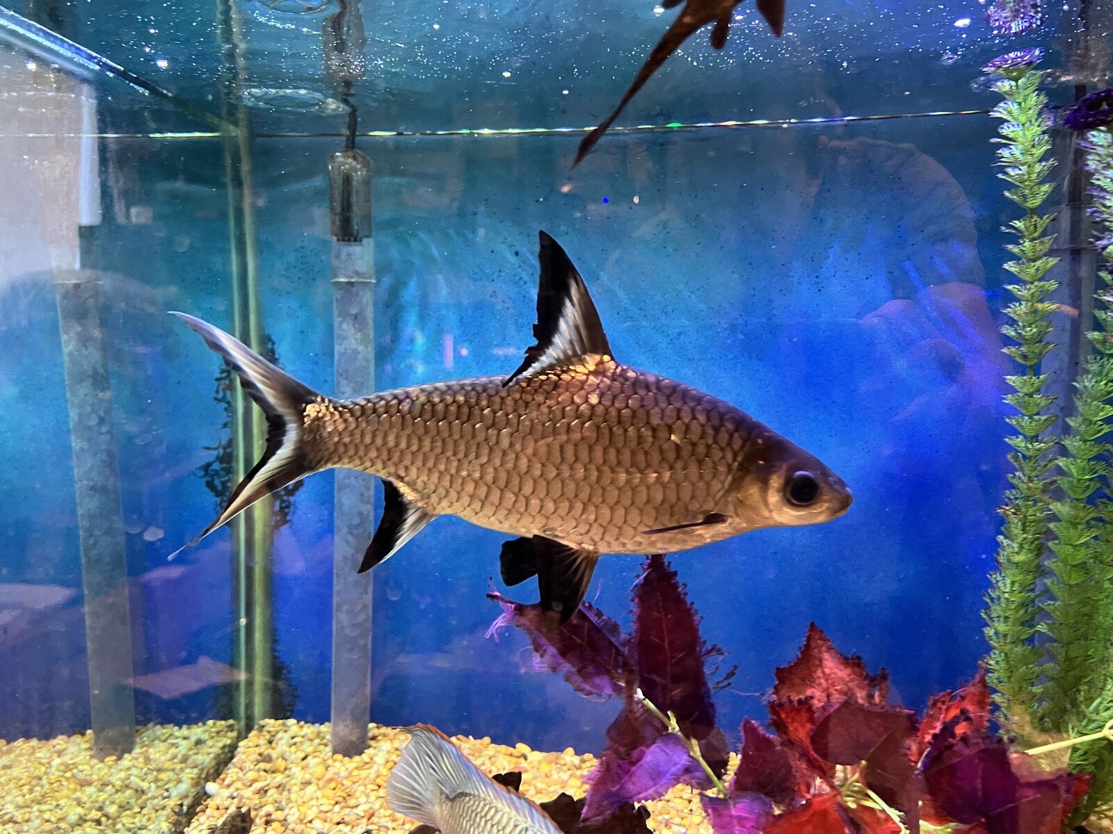 4 Large Bala Sharks (7–9") – Rehoming