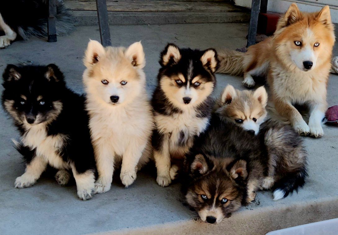 Pomsky puppies (ONLY 2 LEFT !!!!!!!) 1000 O.B.O.
