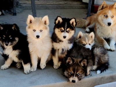 Pomsky puppies (ONLY 2 LEFT !!!!!!!) 1000 O.B.O.