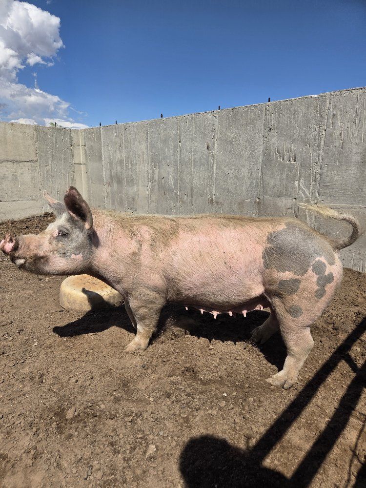 Yorkshire Hampshire sow