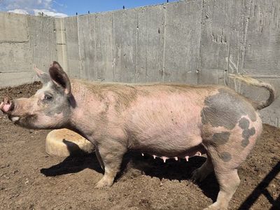 Yorkshire Hampshire sow