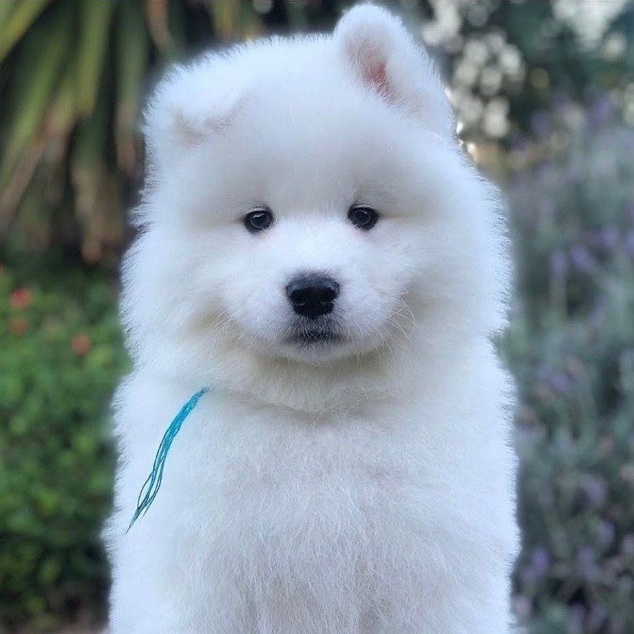 Akc Champion Samoyed puppy dog, puppies, OFA test