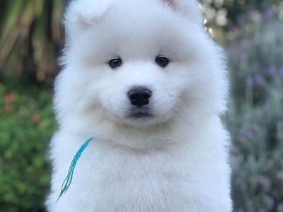 Akc Champion Samoyed puppy dog, puppies, OFA test