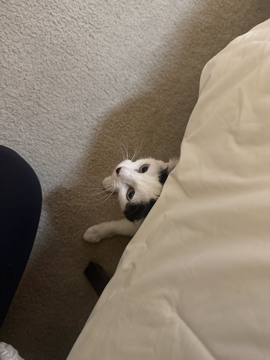 Rehomimg Cat