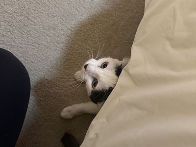Rehomimg Cat