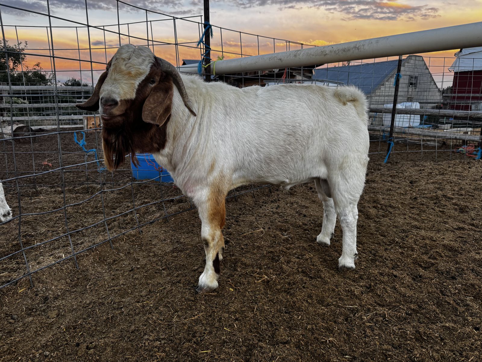 Boer Buck