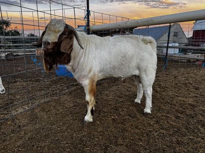 Boer Buck