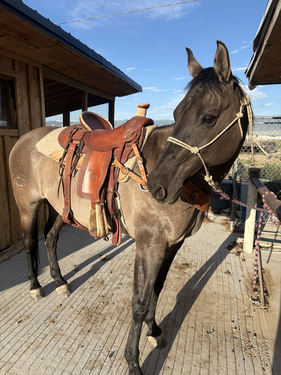 15 Year old Grade Grulla Gelding
