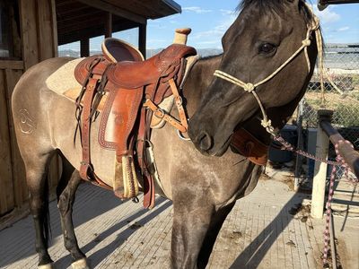 15 Year old Grade Grulla Gelding