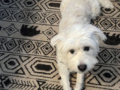Small-medium sized, trained doggy looking for a family!