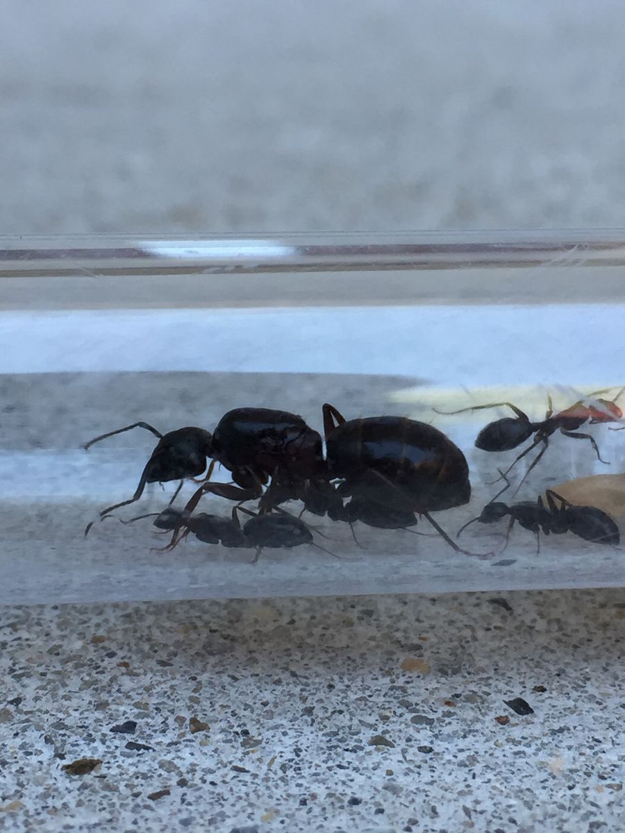 Queen ants for sale $50