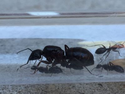 Queen ants for sale $50