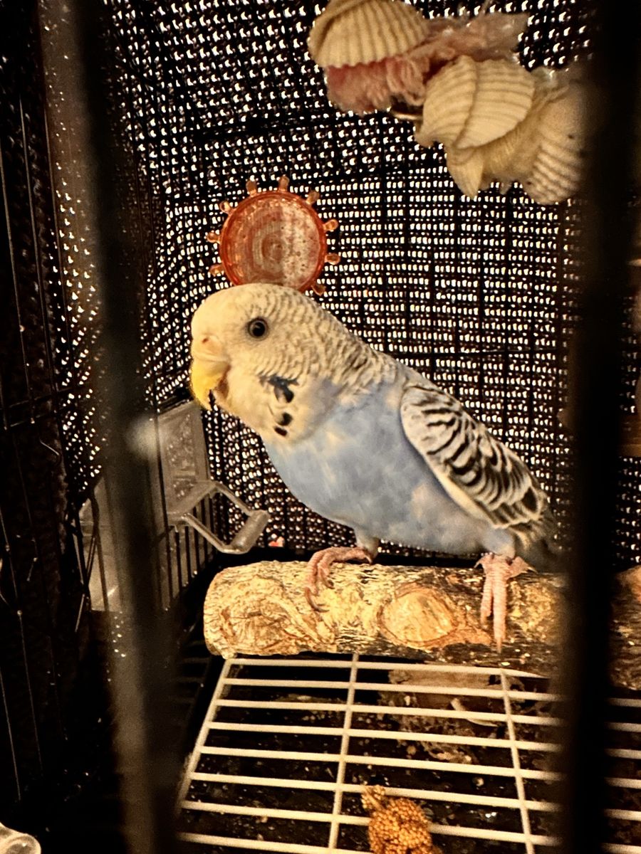 6 parakeets for sale now!
