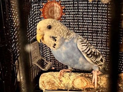 6 parakeets for sale now!