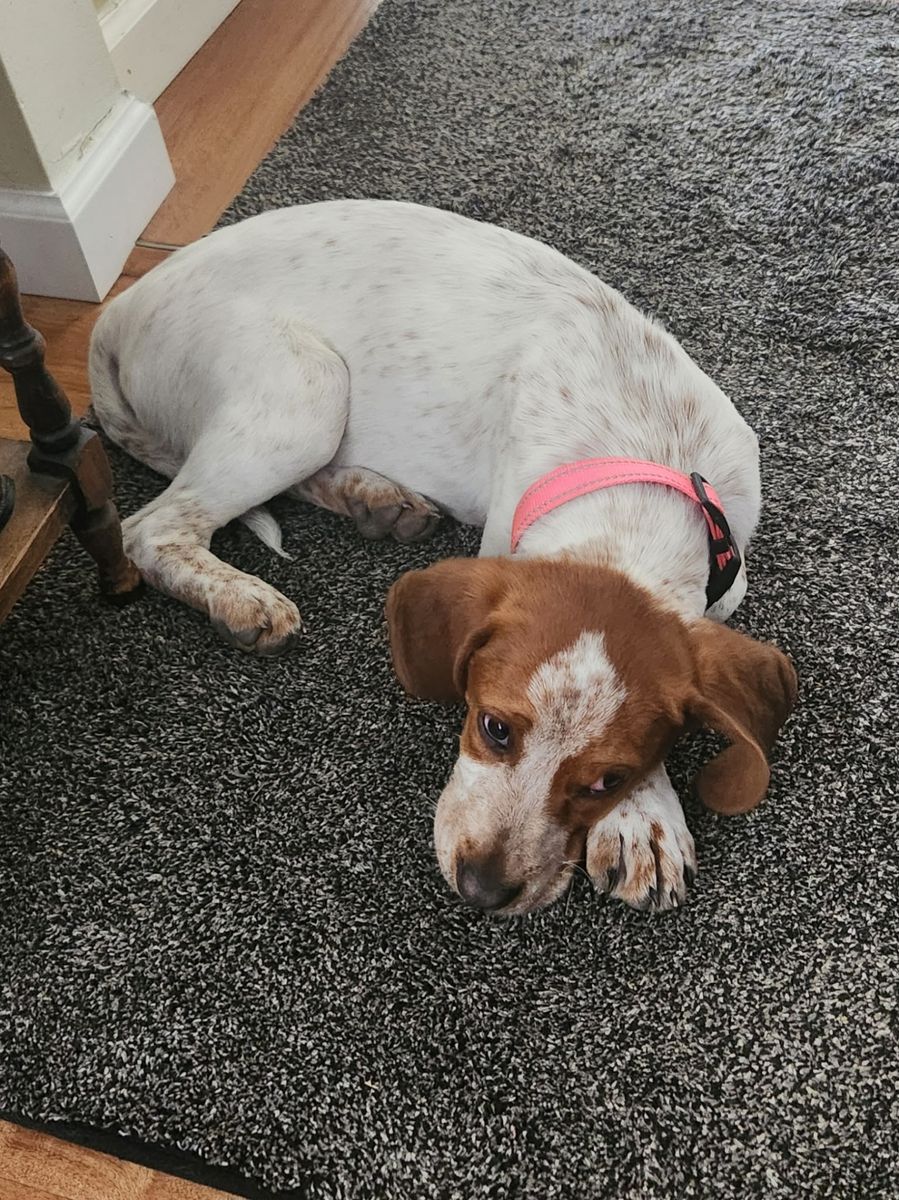 Penny
