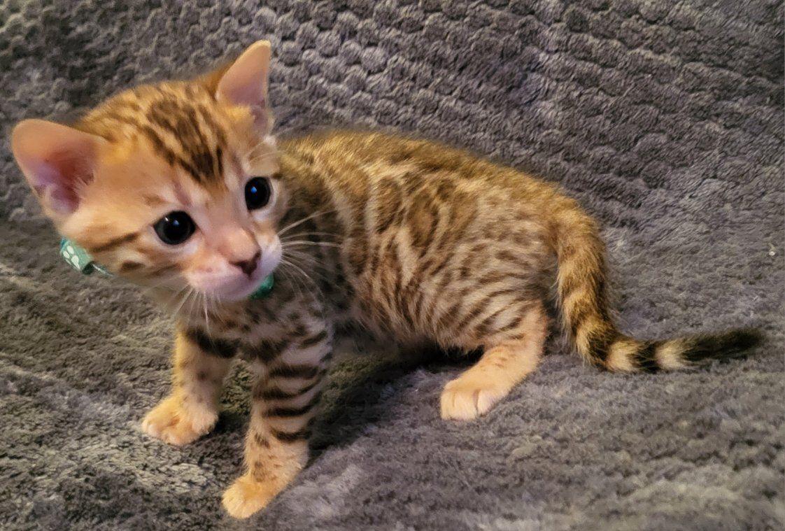 TICA REGISTERED BENGAL KITTENS HYPOAL reg. Cattery