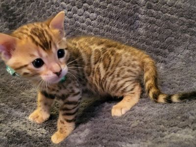 TICA REGISTERED BENGAL KITTENS HYPOAL reg. Cattery