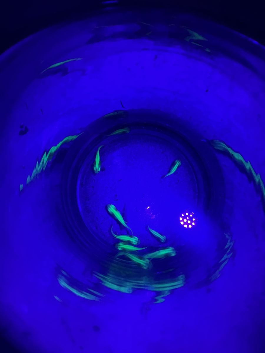 GFP Axolotls