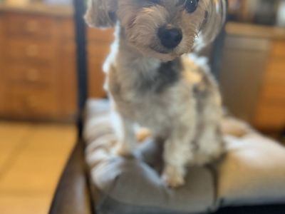 Female Yorkie *Spayed