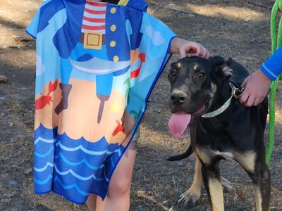 Black Tanpoint Great Dane Female Puppy
