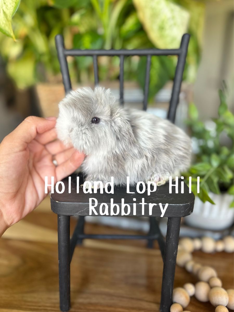 Lilac FUZZY Magpie Holland Lop Bunny