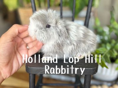 Lilac FUZZY Magpie Holland Lop Bunny