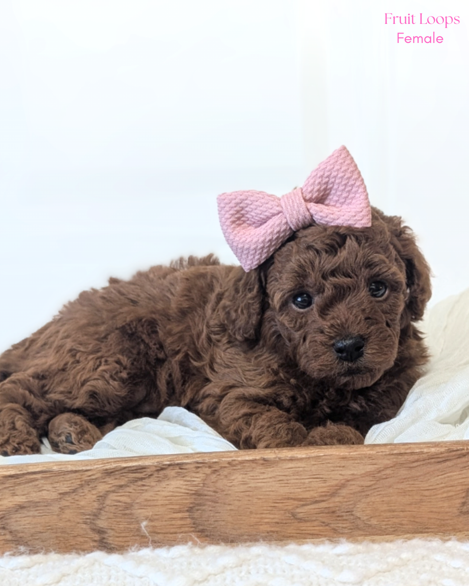 Dark Red Mini Poodles
