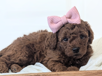 Dark Red Mini Poodles