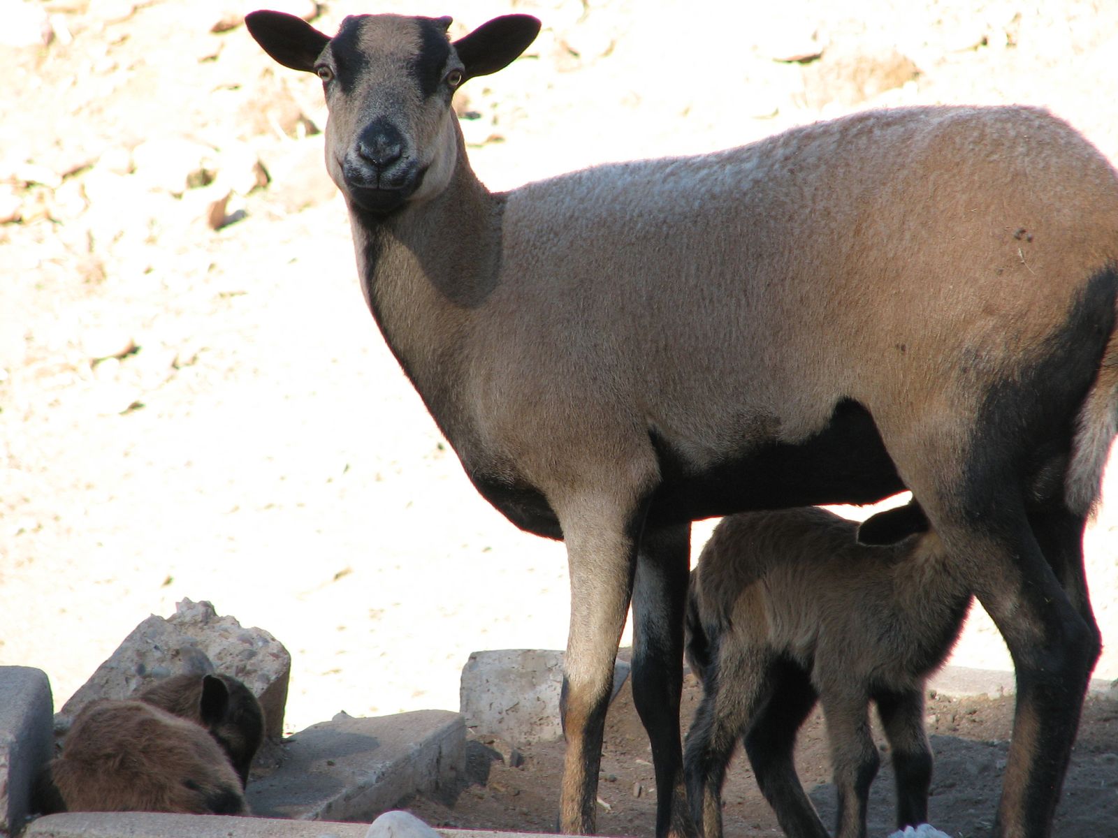 Barbados Ewe