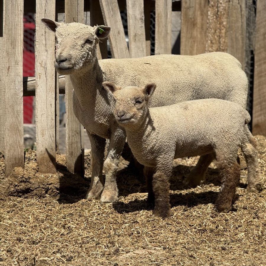 Babydoll Sheep Pair Ewe & Ewe Lamb