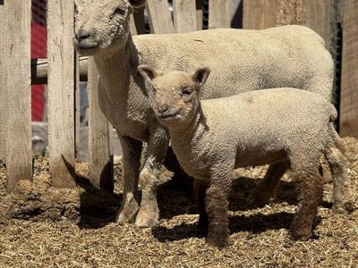 Babydoll Sheep Pair Ewe & Ewe Lamb