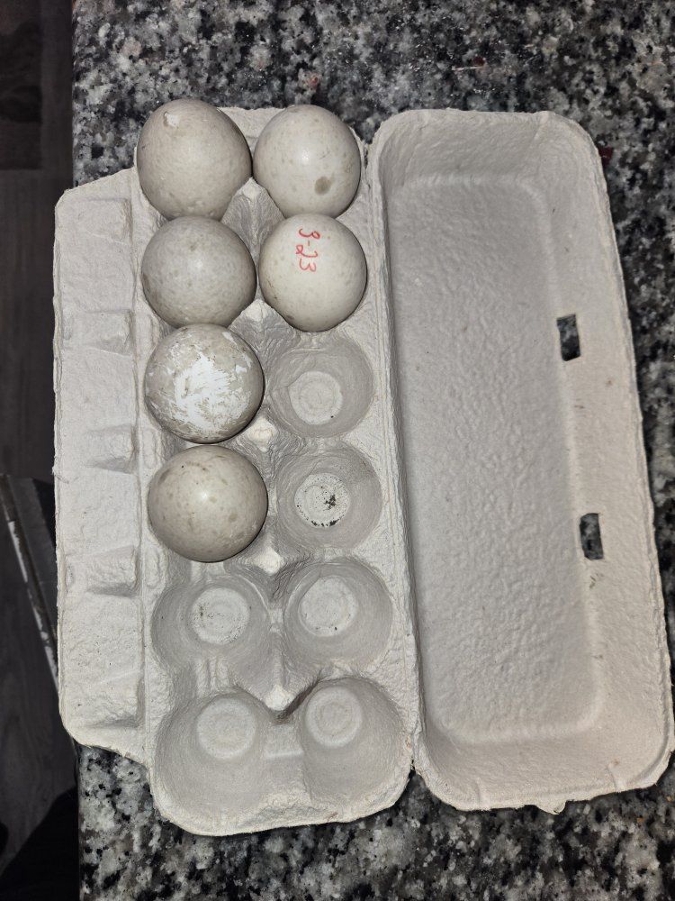 Duck Eggs