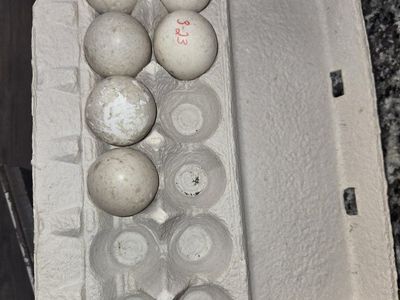 Duck Eggs