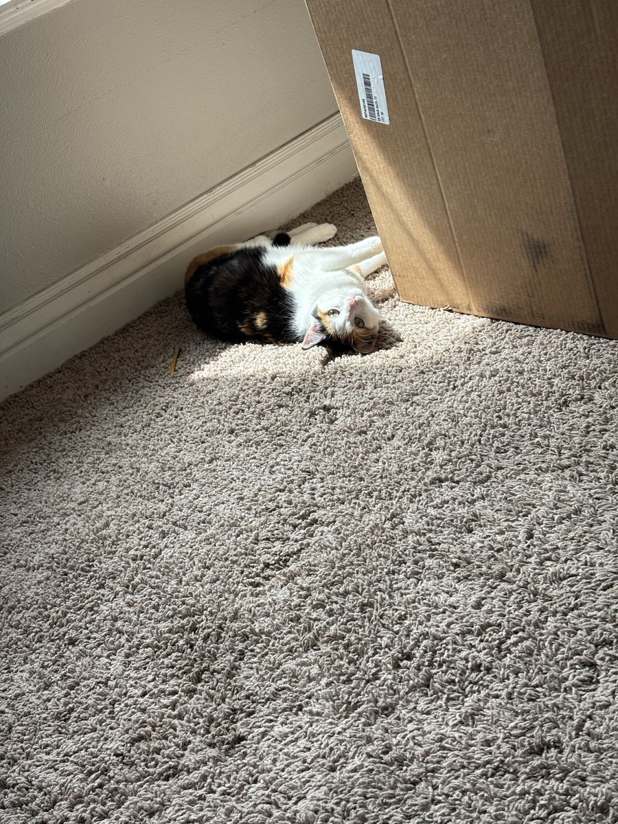 Cat in need of new home