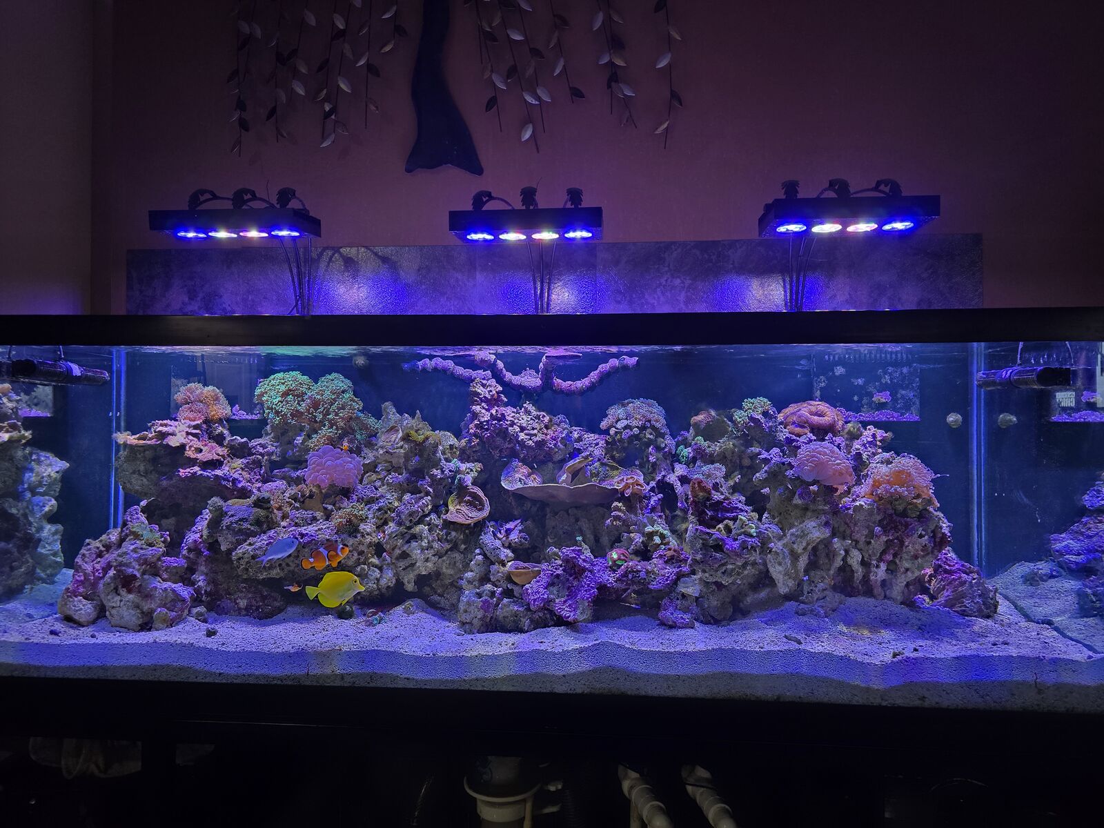 180 gallon salt water fish tank setup
