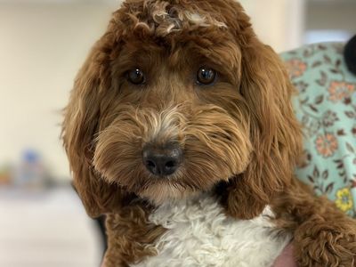 Goldendoodle Stud, Dk Red, FF, +/-, No Parti, 14#