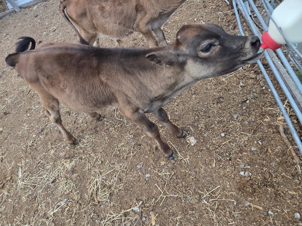 Bull calfs