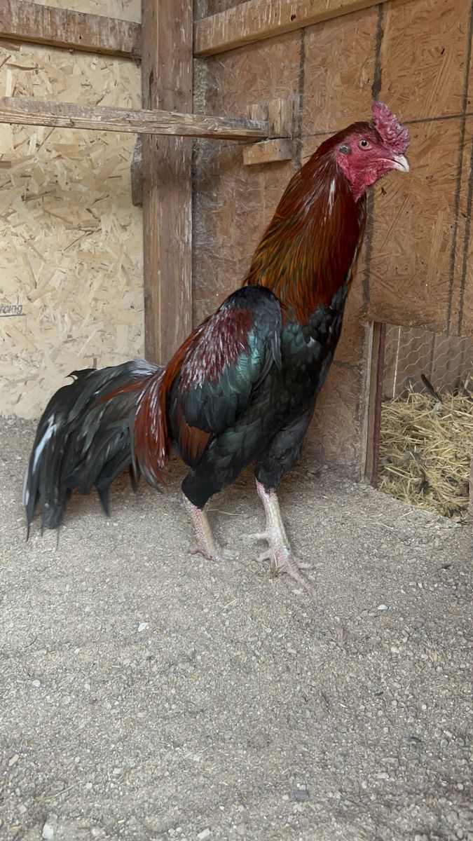 8 Brazilian Asil hatching eggs. Gamefowl