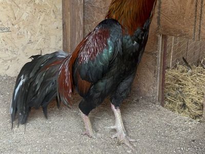 8 Brazilian Asil hatching eggs. Gamefowl