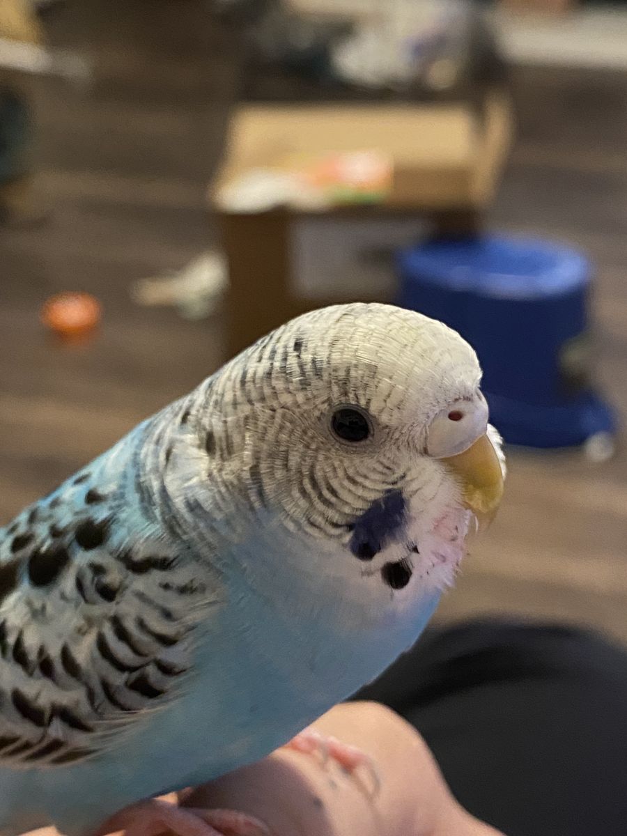 Free Baby parakeet