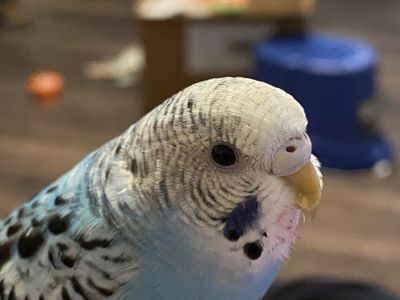 Free Baby parakeet