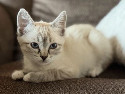 Ragdoll x Siamese Kitten