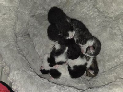 kittens
