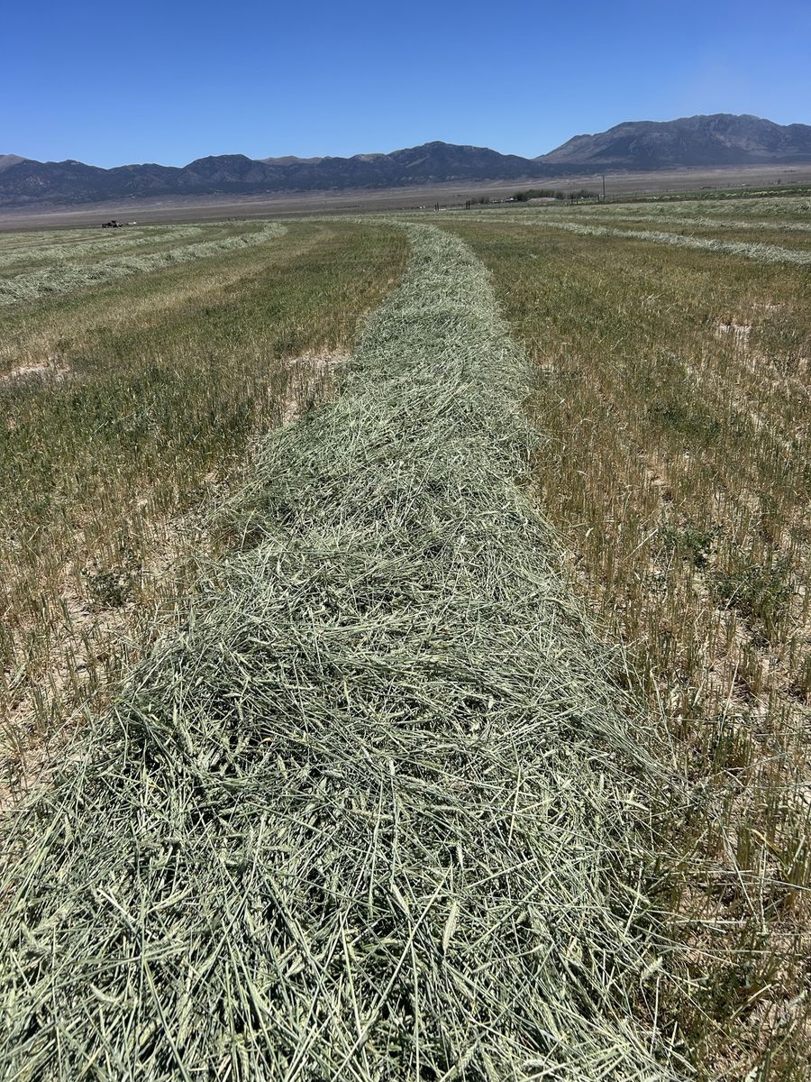Triticale Hay