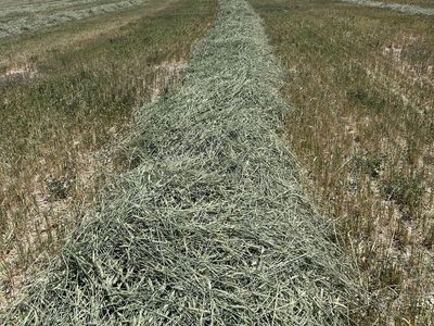Triticale Hay