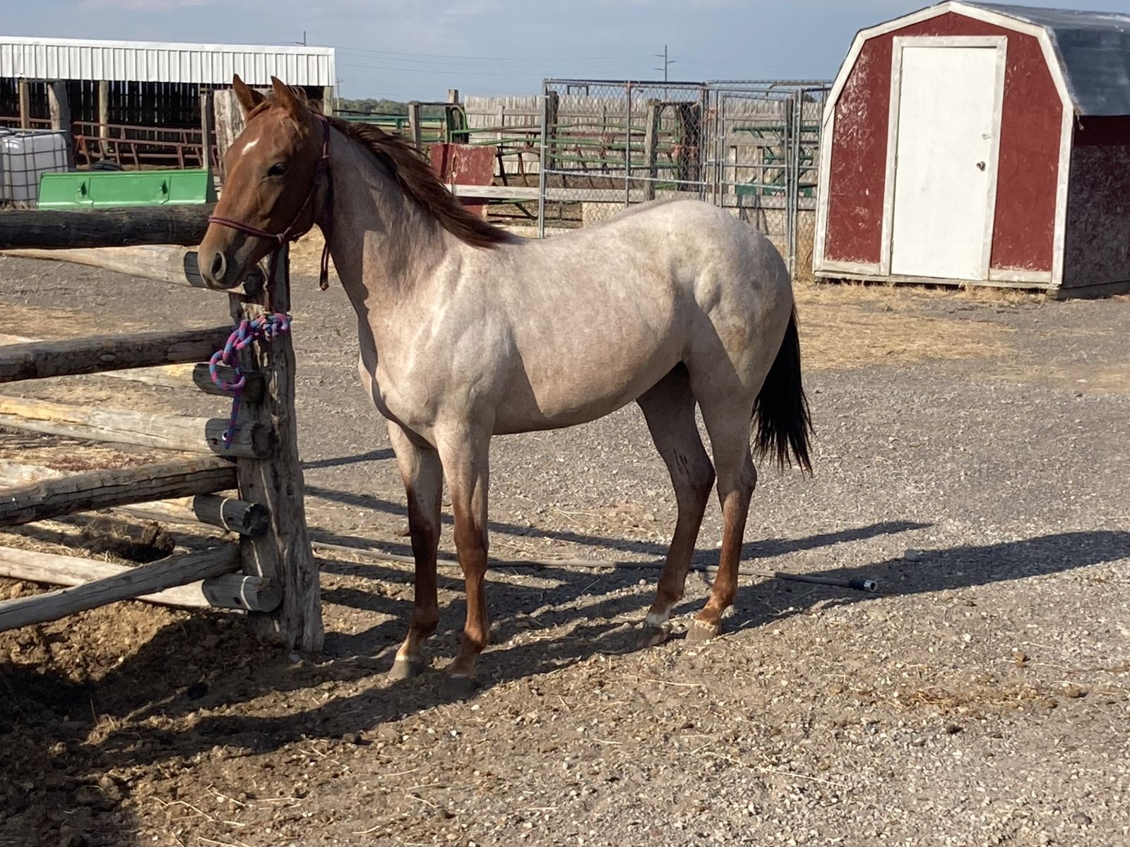 Red Roan Yearling Filly Metallic Cat Breeding