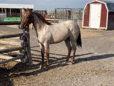 Red Roan Yearling Filly Metallic Cat Breeding