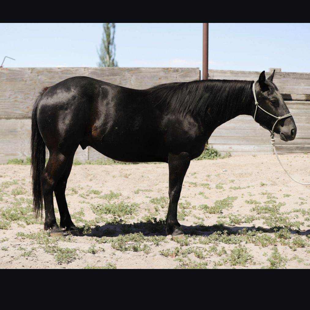 3YO Grade Gelding